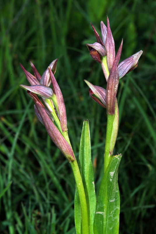 Conferma Serapias parviflora